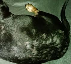 A dog will instinctively itch and scratch himself when he has a skin condition. My Dog S Skin Is Dry And Flaky And Losing Hair Off 69 Www Usushimd Com