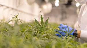 Former Zenabis (Zena.T) Ceo Flushing Stock Hard: 1 Million Shares Down, 23  Million To Go? - Equity.Guru