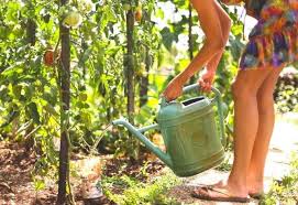 It is a standard rule for most plants, watering your garden less frequently but more you should try to water your garden one time per week and give the plants one to two inches during this watering session. When How Much How Often To Water You Tomato Plants