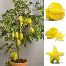 Maybe you would like to learn more about one of these? Potato001 50pcs Thai Star Fruit Seeds Juicy Carambola Exotic Tree Seed High Germination Buy Online In Andorra At Andorra Desertcart Com Productid 68487945
