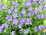 Image result for Geranium arabicum