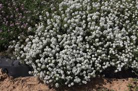 Flowering trees can become a floral focal point for your front yard or a natural way to add stunning color to the back. Heat Tolerant Hybrid Alyssum Named Texas Superstar Agrilife Today