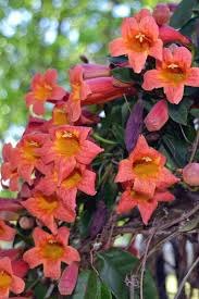 Image result for Bignonia capreolata