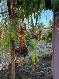 Image result for Thunbergia mysorensis