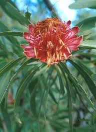 Image result for Protea angolensis