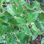 Image result for Polysphaeria multiflora