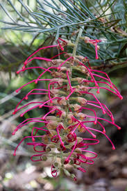 Image result for Maerua grantii