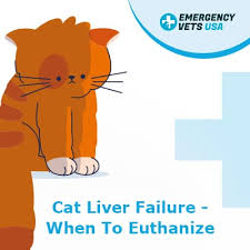 In addition, all felines suffering form ascites in cats should be offered a. Cat Liver Failure What You Need To Know And When To Euthanize