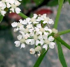 Image result for Berula erecta