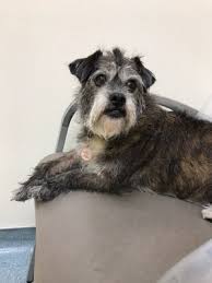 Our services and facilities are designed to assist in routine preventive care for young, healthy pets; Vca Marina Bay Cities Animal Hospital 92 Photos 367 Reviews Veterinarians 2506 Lincoln Blvd Venice Ca Phone Number