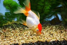 Lärm am tag nehmen nachbarn häufiger mal hin, doch am abend oder in der nacht ist die geduld schnell am ende. Schleierschwanz Haltung Im Aquarium Zooplus