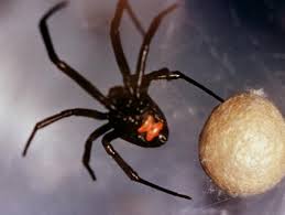 A specific antivenin must be administered to combat the effects of the spider's neurotoxin. Black Widow Spiders