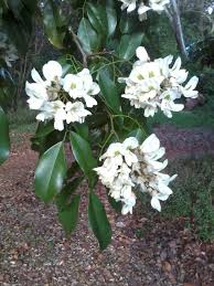 Image result for Craibia