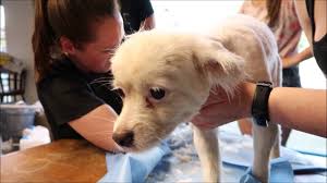 Een deelnemer van het mechels transitiehuis wordt vrijwilliger bij dierenbescherming mechelen. Nood Wordt Hoop In Dierenbescherming Mechelen Youtube