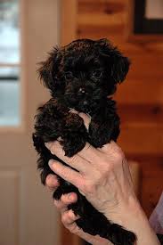 Black And White Yorkie Poo This Is How My Dog Looked The First Day We Brought Him Home Over 5 Years Ago Adamsmorganpet Tacularholidays Yorkie Poo Puppies Yorkie Poodle Yorkie Poo