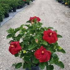 Image result for Hibiscus Red 2017 Vito