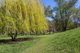 Trauerweide Pflegen Tipps Zum Giessen Und Schneiden