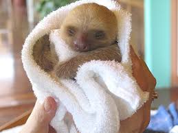 This Is What You Need To Know About Sloths Cute Baby Sloths Baby Sloth Sloth