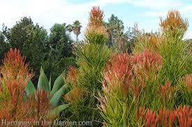 Image result for Euphorbia eranthes