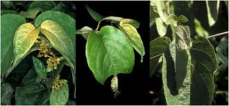 Image result for Caucanthus auriculatus