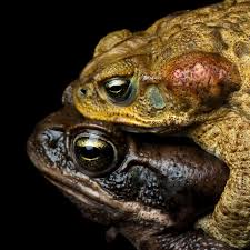 Most toads live on land (but near water). Cane Toad National Geographic