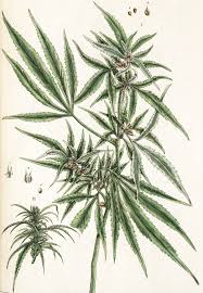 Image result for Cannabis sativa