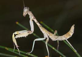 Refers to person, place, thing, quality, etc. Mantis Wiktionary