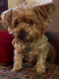 Yorkie Life Expectancy Average Lifespan Of A Yorkie Yorkie Advice