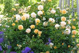 Yellow Roses Fine Gardening Plants Dream Garden
