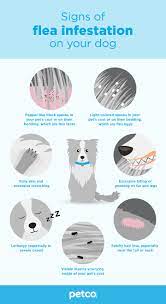 See full list on wikihow.com A Dog Fight Against Flea Infestation Petco