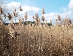 Image result for Phragmites australis