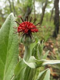 Image result for Pleiotaxis