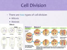 We did not find results for: Cell Division Mitosis Ppt Download