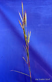 Image result for Andropogon gayanus