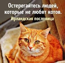 Без кота и жизнь не та adicionou uma... - Без кота и жизнь не та ...