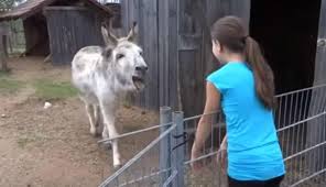 🎥🎥 El emocionante reencuentro del burro y la niña que lo crió