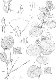 Image result for Bonamia velutina