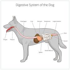 We did not find results for: Gastrointestinal Foreign Bodies Fb In Dogs Cats