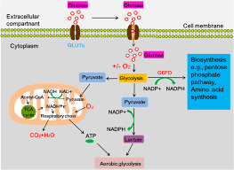 Apr 22, 2018 · glycolysis during glycolysis, glucose is broken down in ten steps to two molecules of pyruvate, which then enters the mitochondria where it is oxidised through the tricarboxylic acid cycle to carbon dioxide and water. The Roles Of Glucose Metabolic Reprogramming In Chemo And Radio Resistance Journal Of Experimental Clinical Cancer Research Full Text
