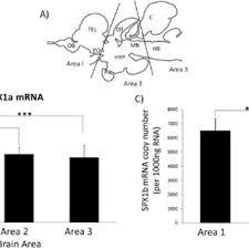 In masai, everyone knows the landmark for best indian textile products is nothing but the arshines stores. Pdf Chronic Social Defeat Stress Up Regulates Spexin In The Brain Of Nile Tilapia Oreochromis Niloticus