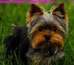 Michigan yorkie breeder tanisha breton priceless yorkie puppy where (yorkshire terrier). Blog Cz Yorkshire Terrier Yorkie Yorkie Terrier