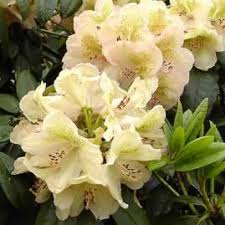 Funf Grunde Warum Ihr Rhododendron Nicht Bluht Alpenrose Garten Rosen