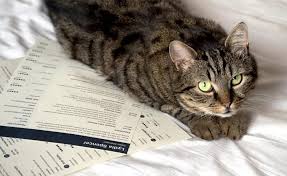 Lying On A Resume Job Application Can You 99 Do