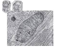 Mitokondria berfungsi dalam oksidasi makanan, respirasi sel, dehidrogenasi, fosforilasi oksidasif, dan sistem transfer elektron. Penjelasan Lengkap Mengenai Organel Organel Sel Myrightspot Com