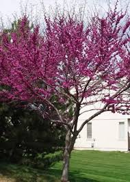 Cuttings from redbud trees will root quickly. Oklahoma Redbud Tree Bob Webster S Gardening Oklahoma Redbud Redbud Tree Tree