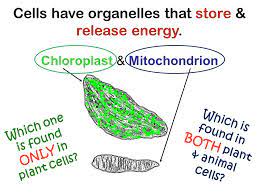 Chloroplast Mitochondrion Cells Have Organelles That Store Release Energy Which One Is Found Only In Plant Cells Which Is Found In Both Plant Animal Ppt Download