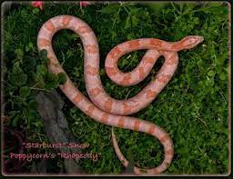 Strawberry Snow Corn Snake Pink Snake Corn Snake Beautiful Snakes