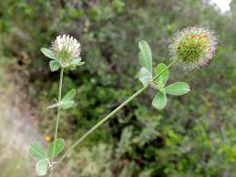 Image result for Trifolium isthmocarpum