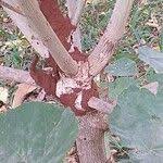 Image result for Abutilon longicuspe