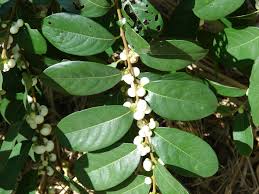 Image result for Flueggea